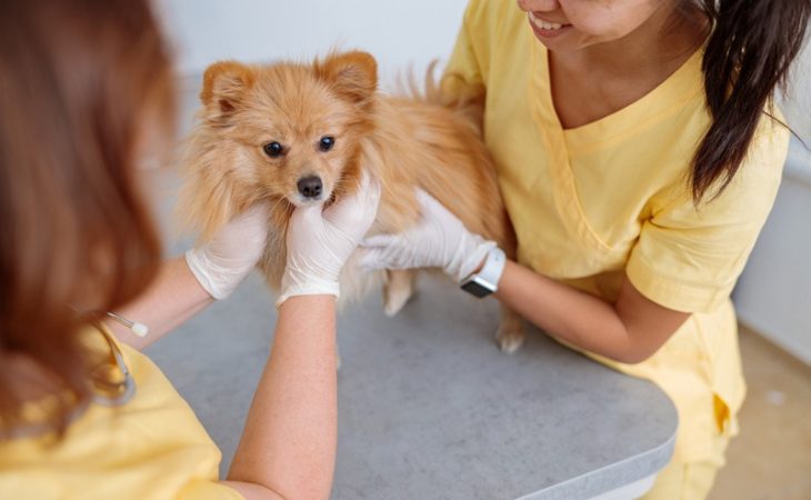 Which Lab Tests Are Crucial for Pet Wellness?