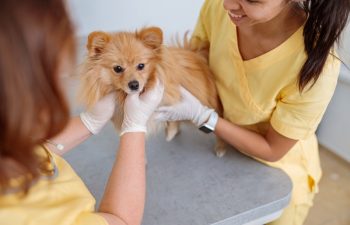 Which Lab Tests Are Crucial for Pet Wellness?