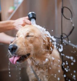 Why Is Regular Grooming Important for Your Pet’s Health?