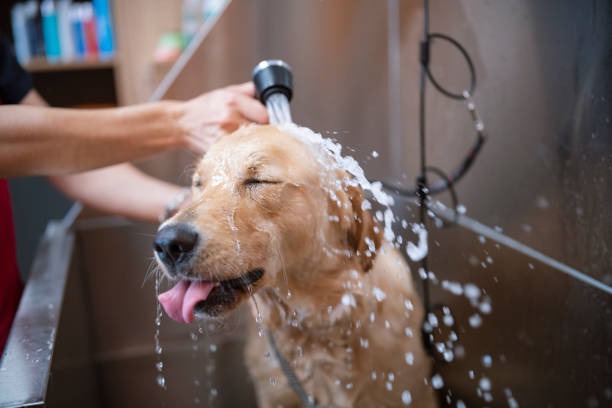 Why Is Regular Grooming Important for Your Pet’s Health?