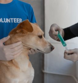 How to Prepare Your Pet for Spay or Neuter Surgery