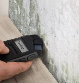 How Mold Can Damage Your Property and What to Do About It