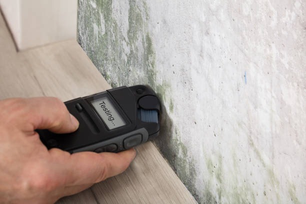 How Mold Can Damage Your Property and What to Do About It