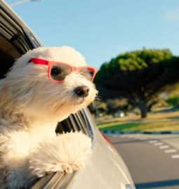 The Benefits of Professional Training in Dog Day Care Settings