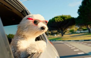 The Benefits of Professional Training in Dog Day Care Settings