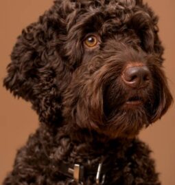 Ensuring Your Dog Gets Enough Socialization While You’re Away
