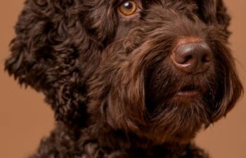 Ensuring Your Dog Gets Enough Socialization While You’re Away