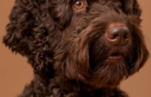 Ensuring Your Dog Gets Enough Socialization While You’re Away