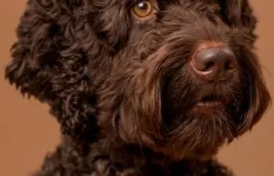 Ensuring Your Dog Gets Enough Socialization While You’re Away