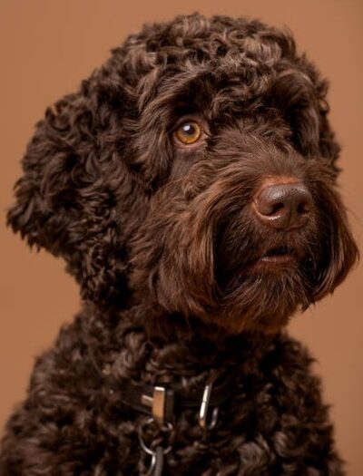 Ensuring Your Dog Gets Enough Socialization While You’re Away
